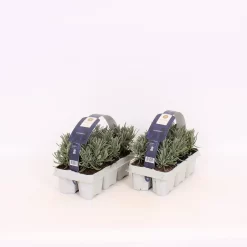 Lavandula/Lavender Angustifolia 6 Pack