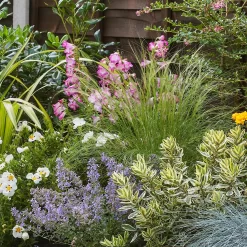 Sunny Border Collection - 6m X 90cm 11 Sunny Border Collection - 6m X 90cm -Garden Tool Store 12811331 4725034640614561