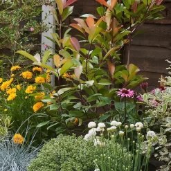 Sunny Border Collection - 10m X 90cm 12 Sunny Border Collection - 10m X 90cm -Garden Tool Store 12811339 1695035170001986