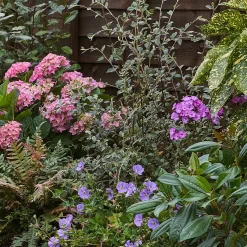 Shady Border Collection - 8m X 90cm 11 Shady Border Collection - 8m X 90cm -Garden Tool Store 12811427 1645034637237518