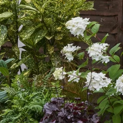 Shady Border Collection - 8m X 90cm 12 Shady Border Collection - 8m X 90cm -Garden Tool Store 12811427 3245034637302060