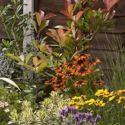 Mediterranean Border Collection - 10m X 60cm -Garden Tool Store 12811479 6195027802893694