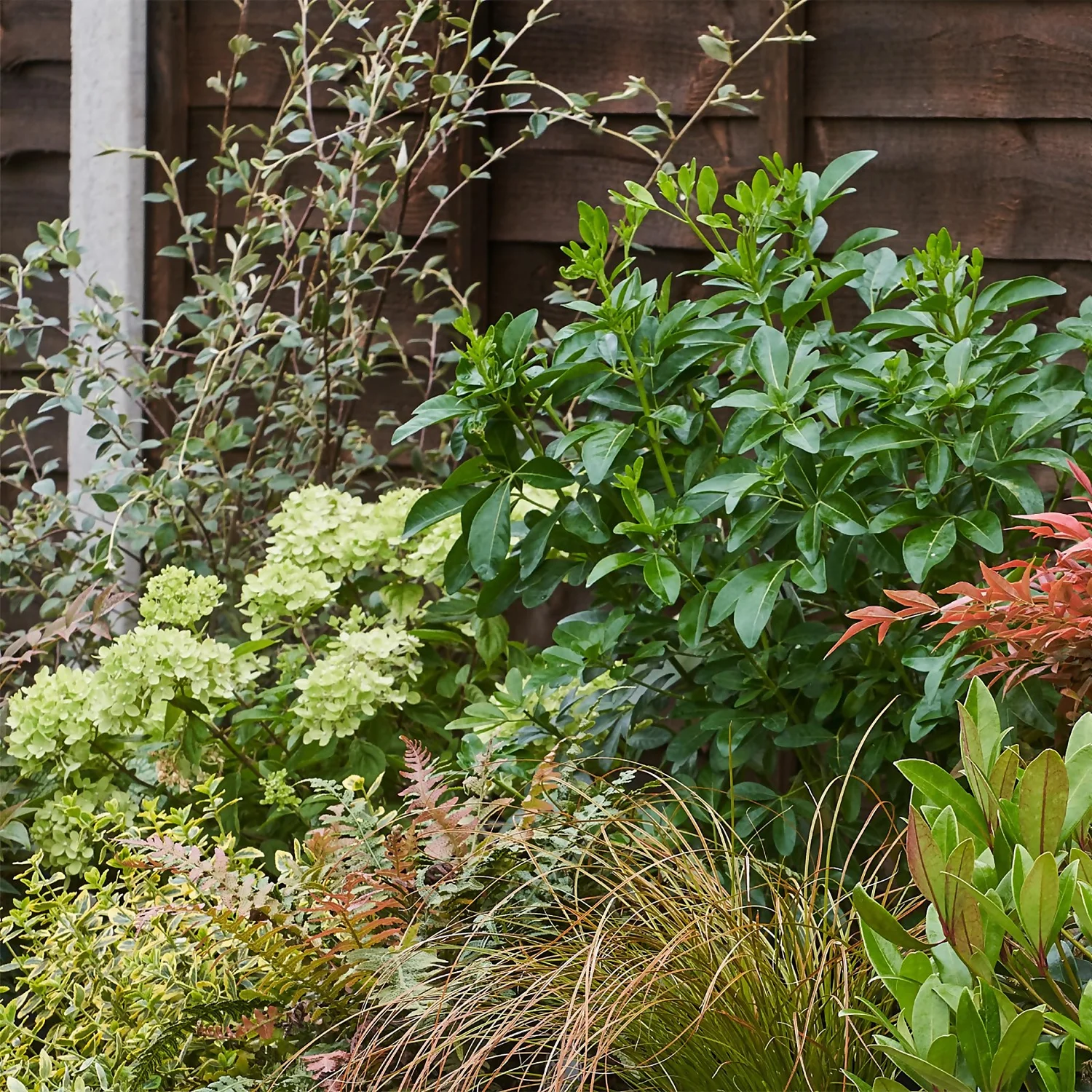 Evergreen Border Collection - 10m X 90cm 5 Evergreen Border Collection - 10m X 90cm - Image 5