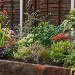 Evergreen Border Collection - 10m X 90cm