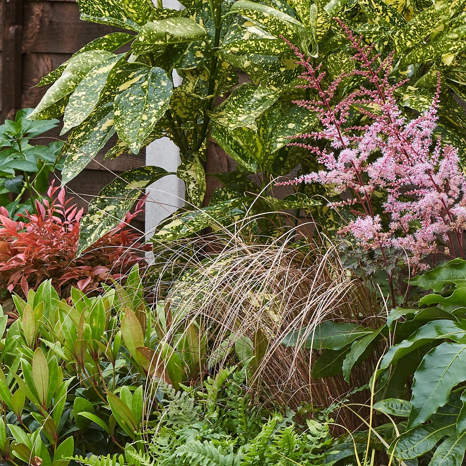 Evergreen Border Collection - 10m X 90cm 6 Evergreen Border Collection - 10m X 90cm - Image 6