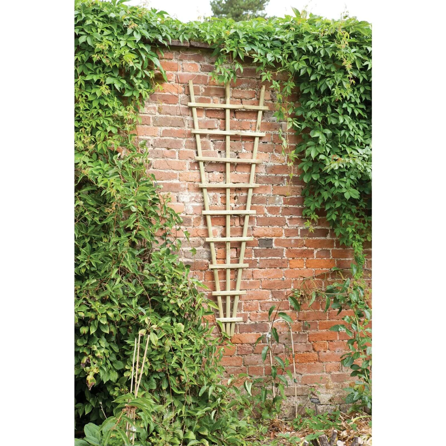 Traditional Fan Trellis 180 X 60cm 1 Traditional Fan Trellis 180 X 60cm