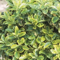Euonymus Mix 17cm