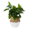 Plant In Two Tone Basket - White & Natural