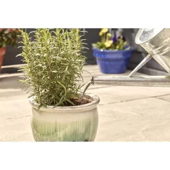 Miracle-Gro Pump & Feed All Purpose Plant Food - 200ml -Garden Tool Store 12834802 8834833167206419