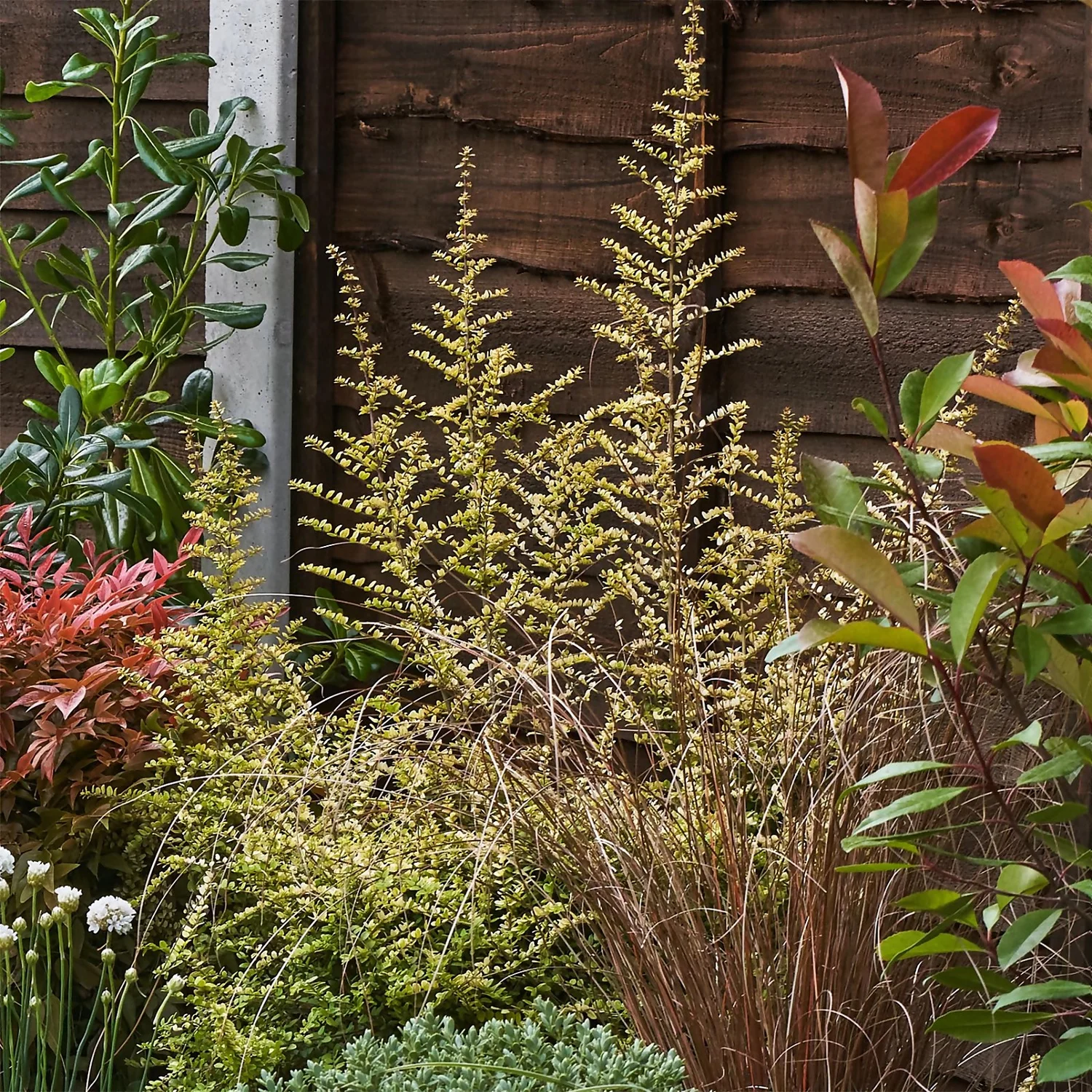 Garden On A Roll Eco Border - 9m X 90cm 6 Garden On A Roll Eco Border - 9m X 90cm - Image 6