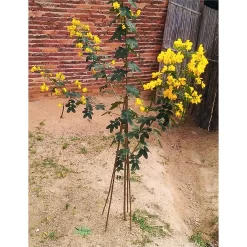 10 Pack Bamboo Canes - 2.4m/8ft -Garden Tool Store 12885359 1534952638029072