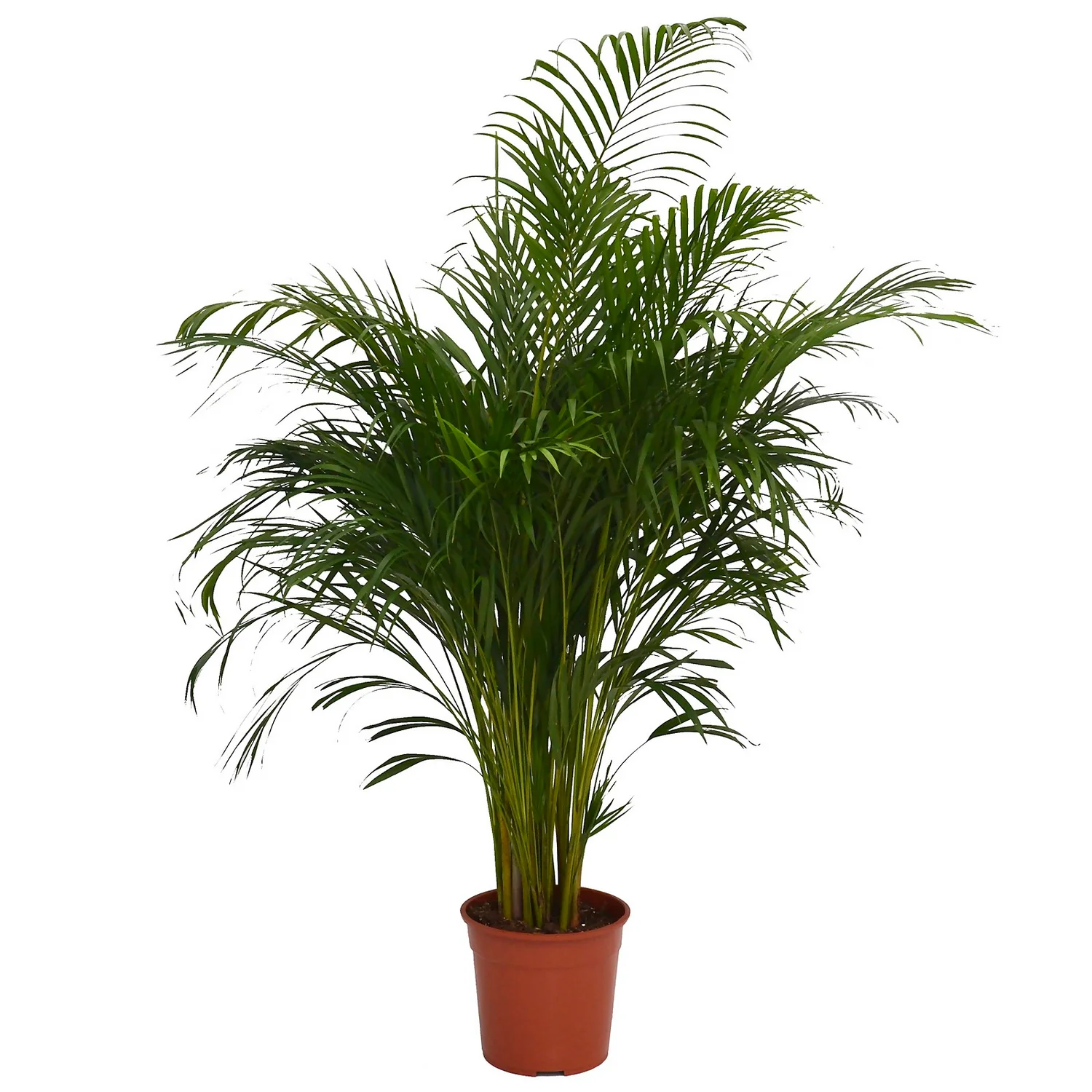 Areca Palm (Butterfly Palm) Houseplant - 27cm 1 Areca Palm (Butterfly Palm) Houseplant - 27cm
