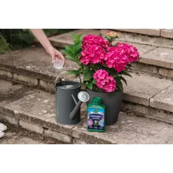 Westland Hydrangea Feed - 1l -Garden Tool Store 12886486 1744971590629542