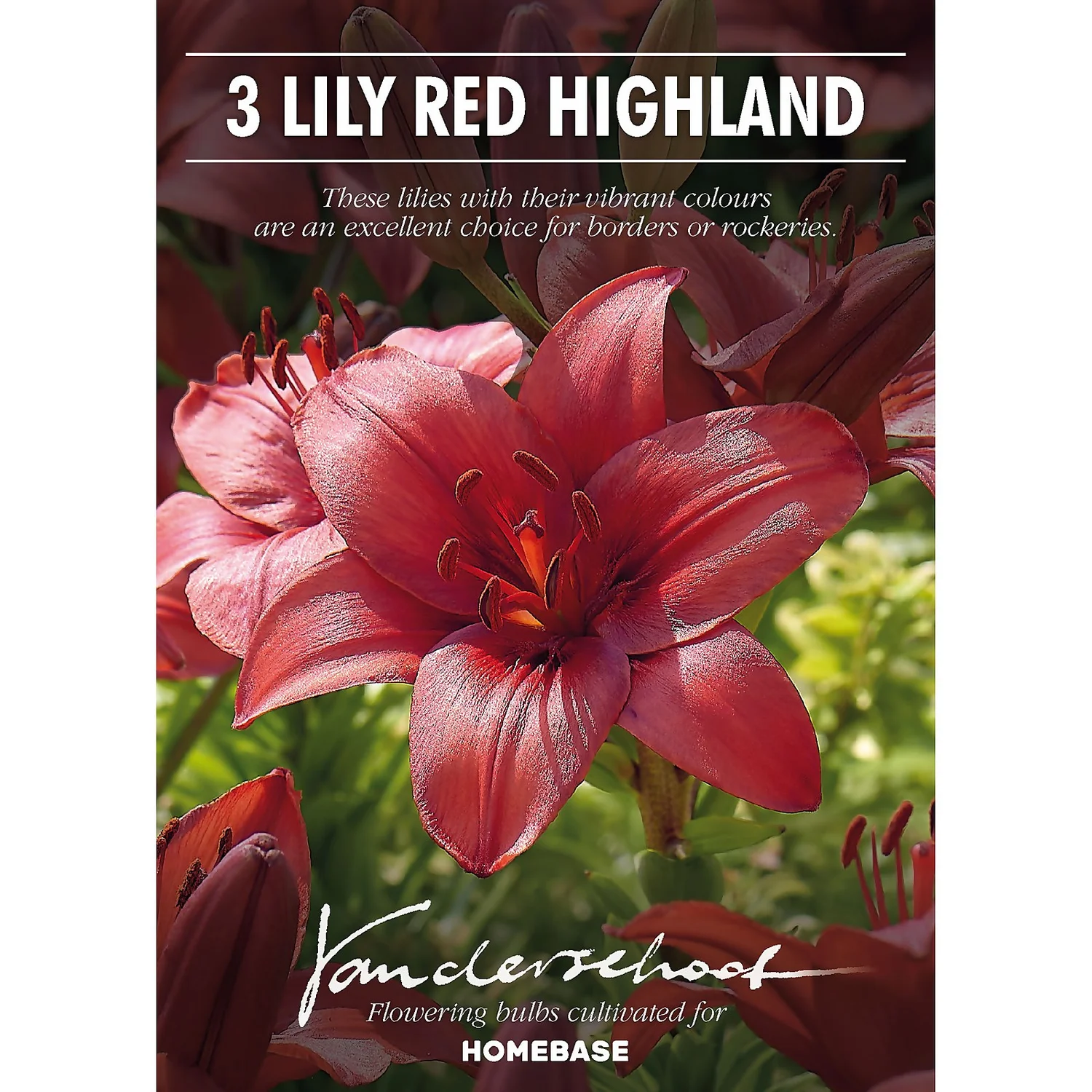 Lily Red Highland 2 Lily Red Highland - Image 2