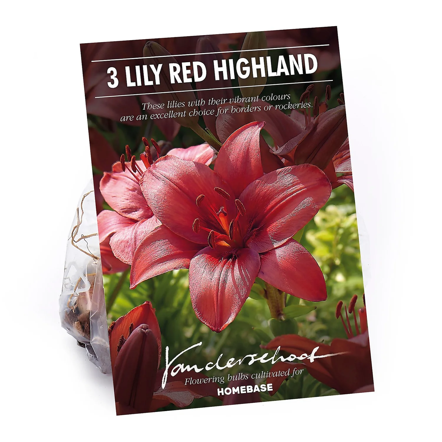 Lily Red Highland 1 Lily Red Highland