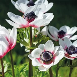 Anemone Bicolor -Garden Tool Store 12889208 1175020401982695