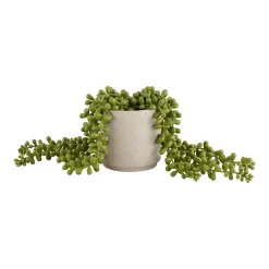 House Beautiful String Of Pearls In Ceramic Pot