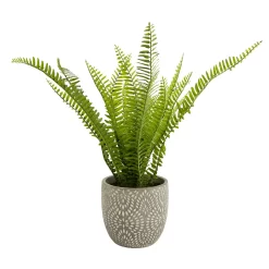 Maidenhair Fern In Ceramic Pot