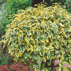 Eleagnus Ebbingei Gilt Edge 10L
