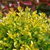 Ligustrum Ovalifolium 10L