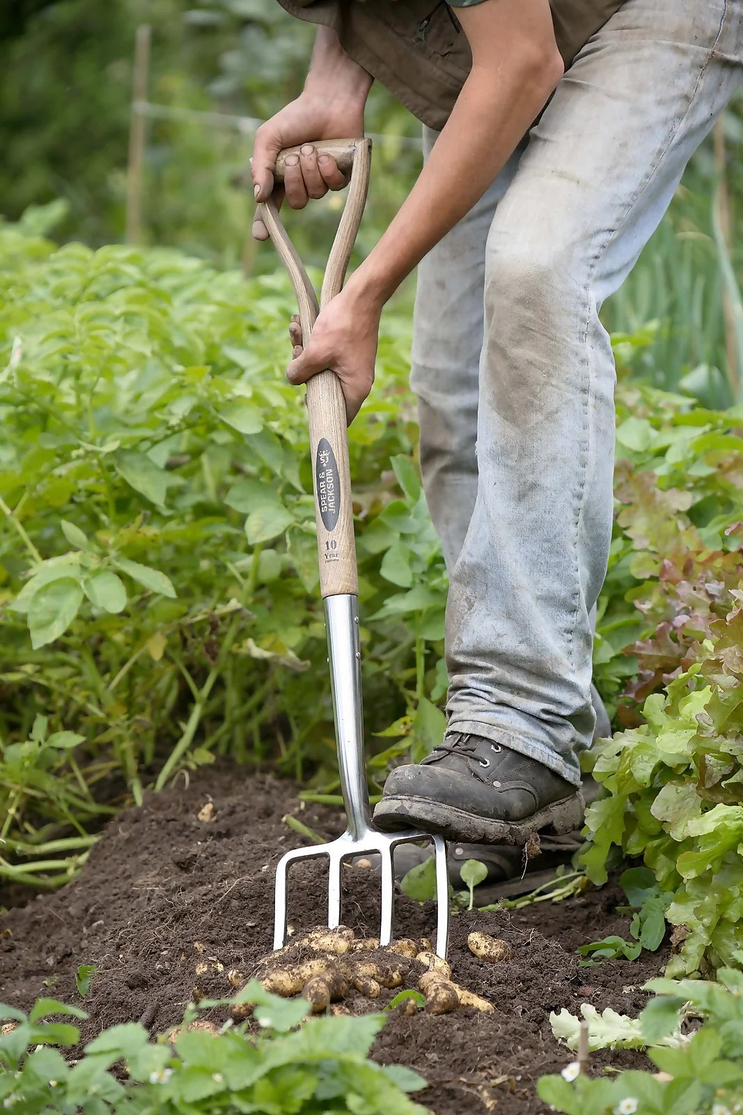 Spear & Jackson Traditional Stainless Digging Fork 5 Spear & Jackson Traditional Stainless Digging Fork - Image 5