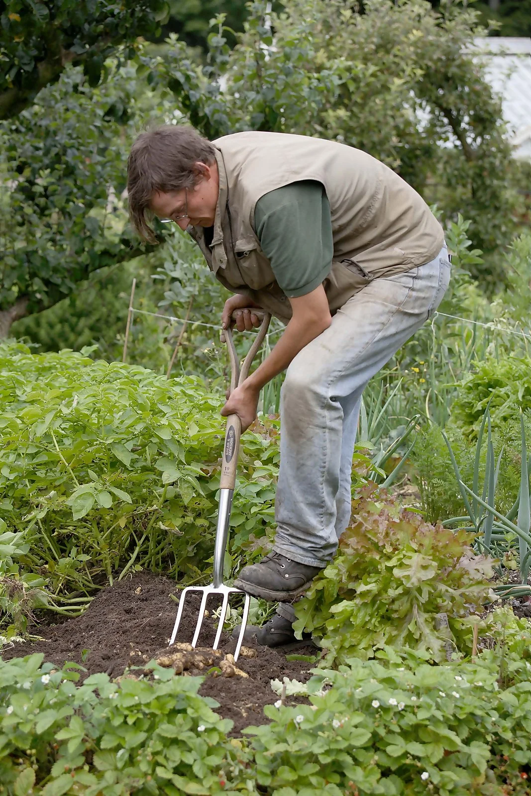 Spear & Jackson Traditional Stainless Digging Fork 4 Spear & Jackson Traditional Stainless Digging Fork - Image 4