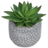 Small Succulent - Grey