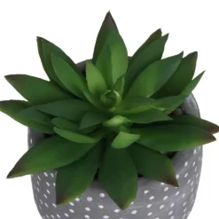 Small Succulent - Grey -Garden Tool Store 12909500 1734869235660464