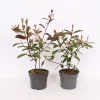 Photinia X Fraseri Red Robin 17cm