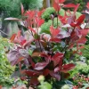 Photinia X Fraseri Little Red Robin 10L