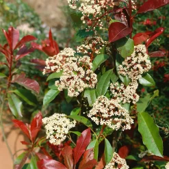 Photinia X Fraseri Little Red Robin 10L -Garden Tool Store 13027050 7774933782526017