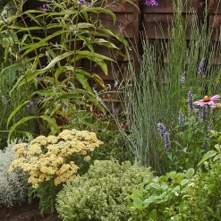 Sensory Border 3m X 40cm 11 Sensory Border 3m X 40cm -Garden Tool Store 13096635 1715034599003763