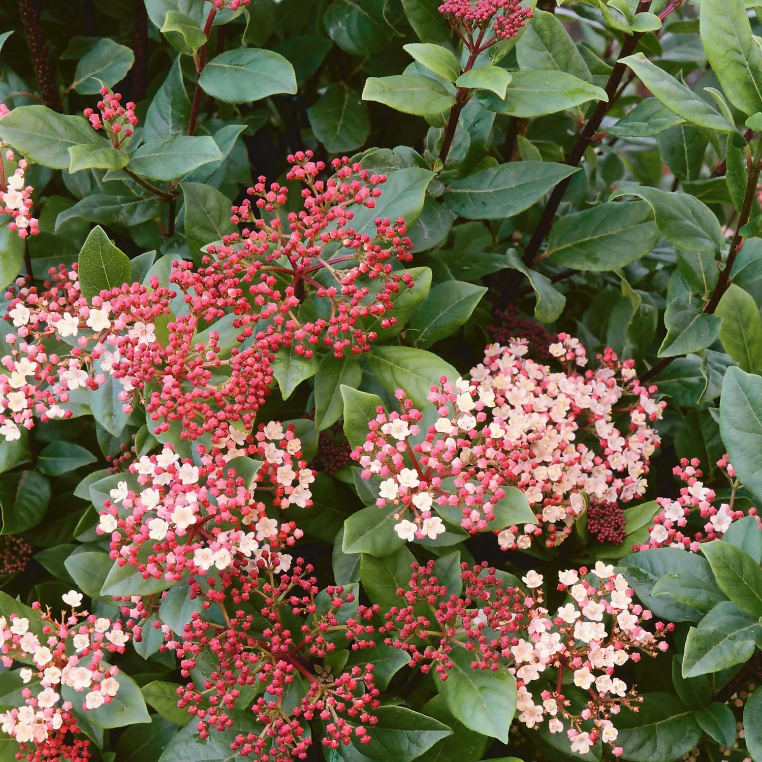 Viburnum Tinus Mix 10L 1 Viburnum Tinus Mix 10L