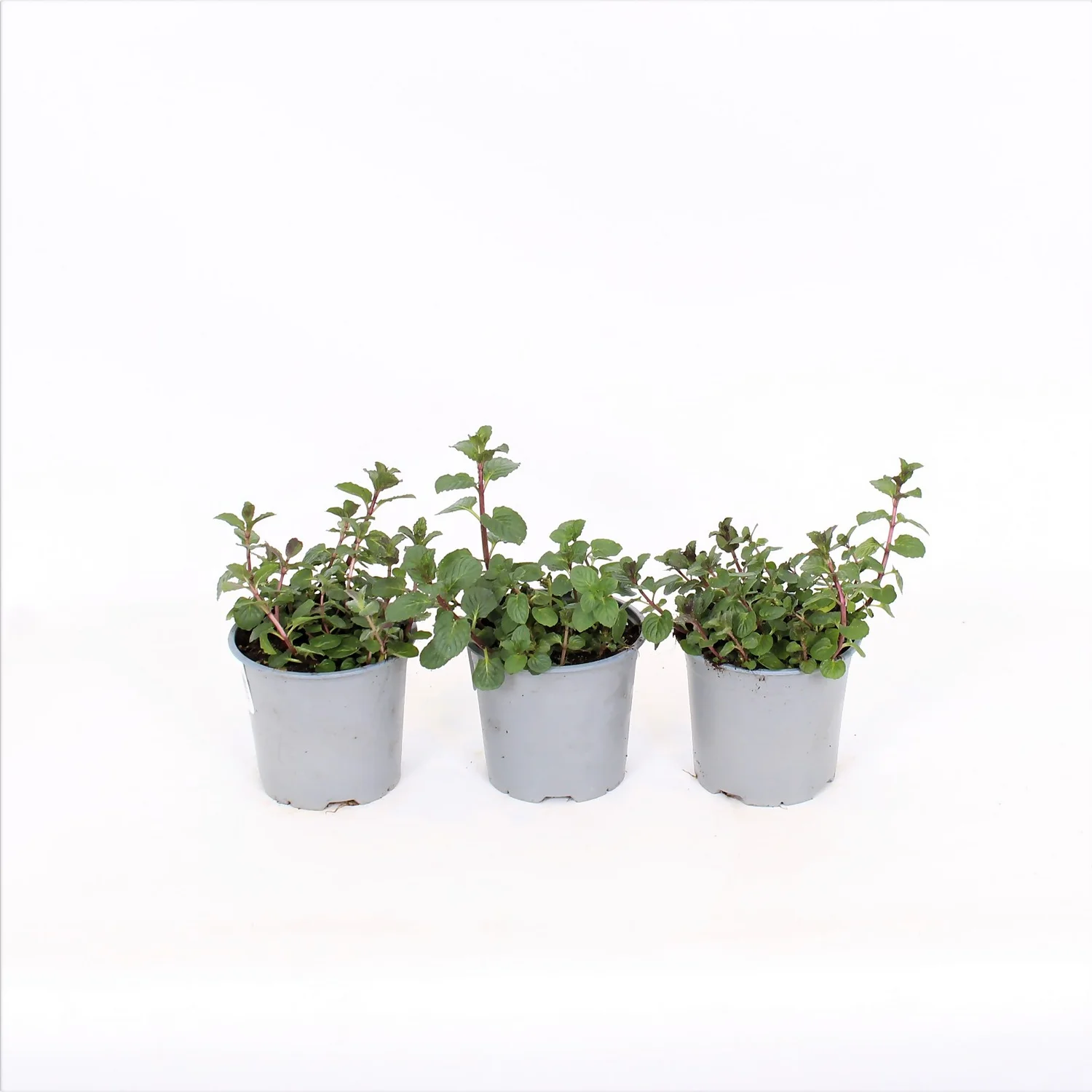Herb 14cm Mint Garden 1 Herb 14cm Mint Garden