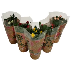 None Miniature Rose Houseplant - 10.5cm