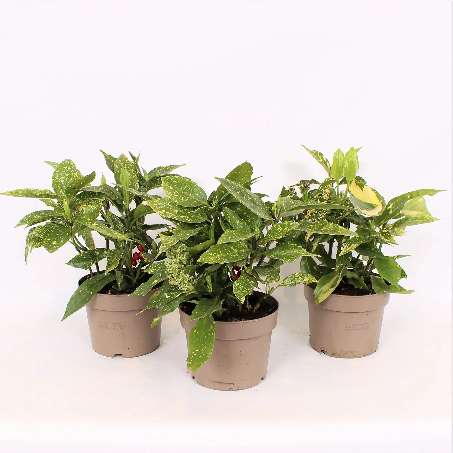 Aucuba Japonica Variegata 17cm 1 Aucuba Japonica Variegata 17cm