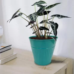 Ribbed Planter (3 Colour Mix) - 14cm 15 Ribbed Planter (3 Colour Mix) - 14cm -Garden Tool Store 13193958 1734933504233246