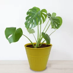 Ribbed Planter (3 Colour Mix) - 14cm 14 Ribbed Planter (3 Colour Mix) - 14cm -Garden Tool Store 13193958 2054933504207512