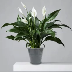 Ribbed Planter (3 Colour Mix) - 14cm 13 Ribbed Planter (3 Colour Mix) - 14cm -Garden Tool Store 13193958 8364933504175406