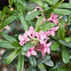 Daphne Fragrance Mix 15cm