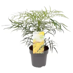 Mahonia Soft Caress 15cm