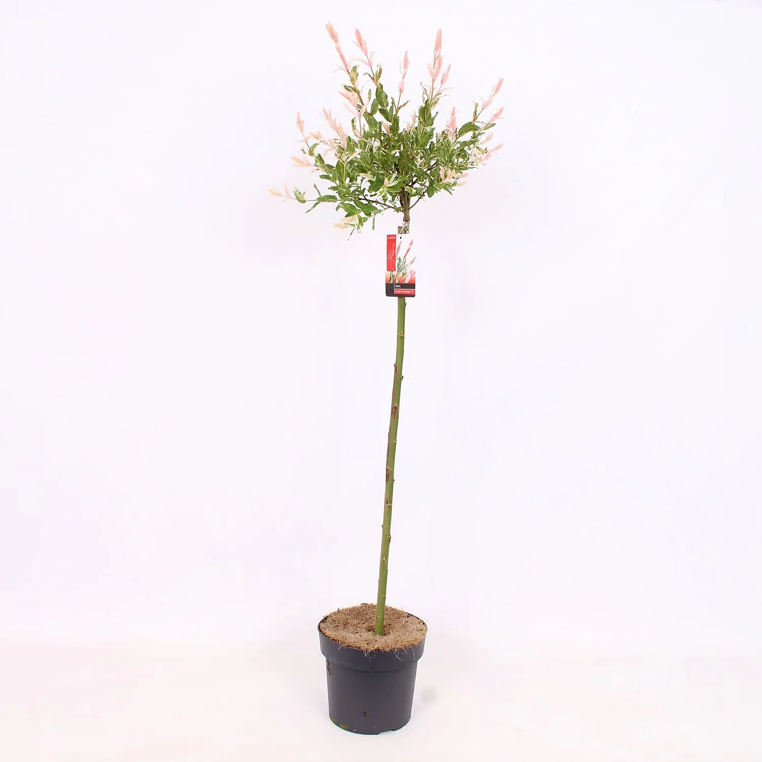 Salix Integra Flamingo 21cm STD 1 Salix Integra Flamingo 21cm STD