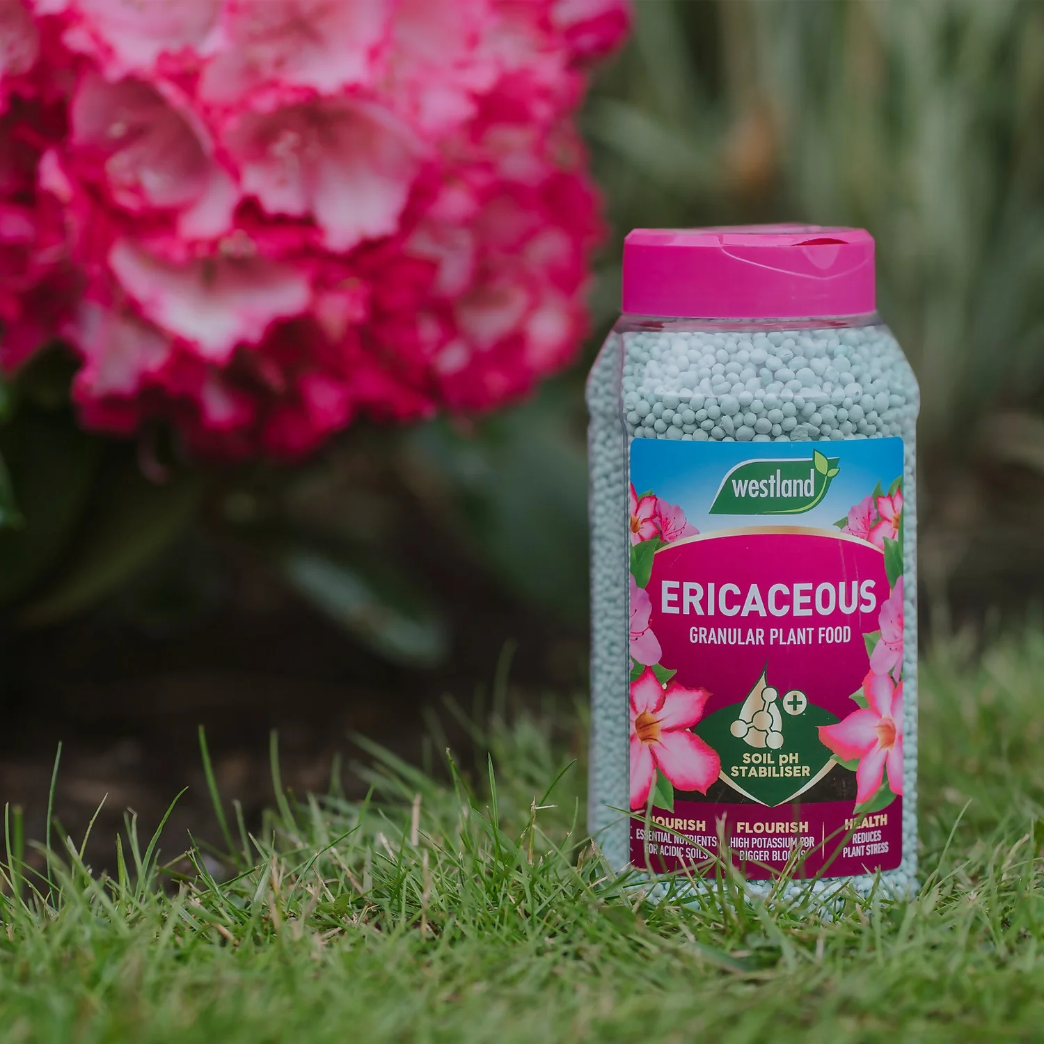 Westland Ericaceous Granular Plant Food 900g 2 Westland Ericaceous Granular Plant Food 900g - Image 2