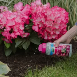 Westland Ericaceous Granular Plant Food 900g 5 Westland Ericaceous Granular Plant Food 900g -Garden Tool Store 13411839 1274971590758911