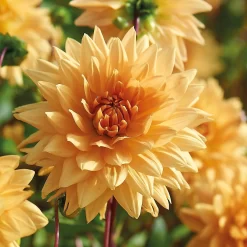 None Decorative Dahlia Noordwijks Glorie Flower Bulbs -Garden Tool Store 13436276 1615022410701665