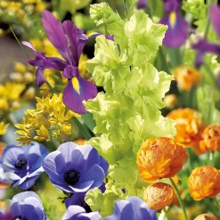 None Summer Shades Flower Bulb Collection 5 None Summer Shades Flower Bulb Collection -Garden Tool Store 13436292 1925022448267278