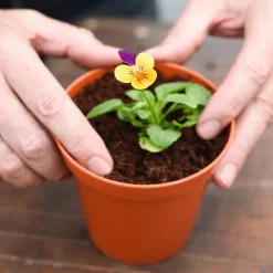 Coco & Coir Coco Grow+ Seed & Cutting Compost + 20% Perlite - 15L -Garden Tool Store 13487127 4074919980845315