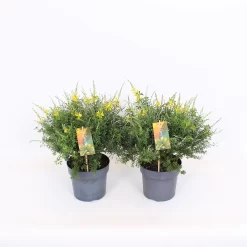 Genista Blooming Dreams 17cm