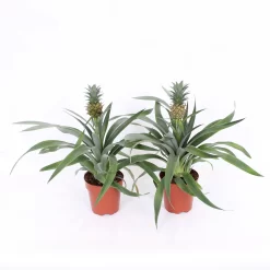 Pineapple 13 Cm
