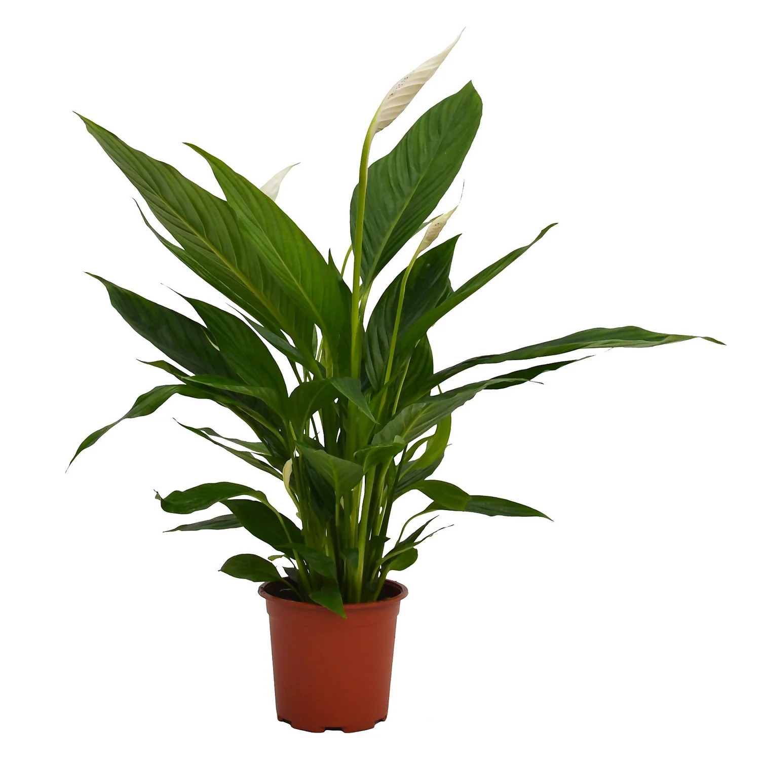 Spathiphyllum (Peace Lily) House Plant - 17cm 1 Spathiphyllum (Peace Lily) House Plant - 17cm
